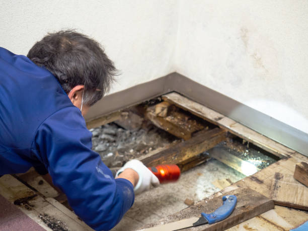 Attic Mold Removal in New Middletown, OH