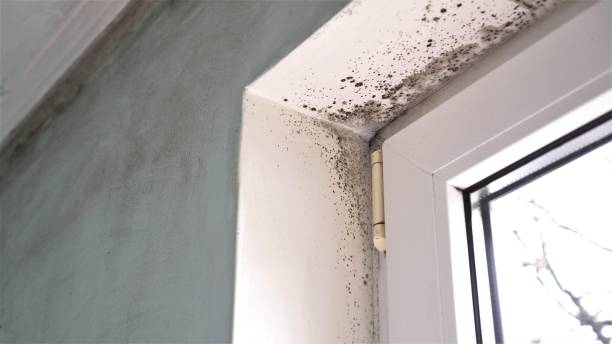 Mold Removal and Inspection in New Middletown, OH