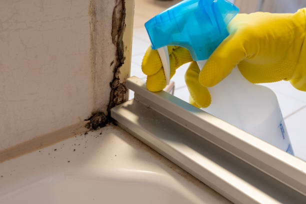 Best Certified Mold Removal  in New Middletown, OH