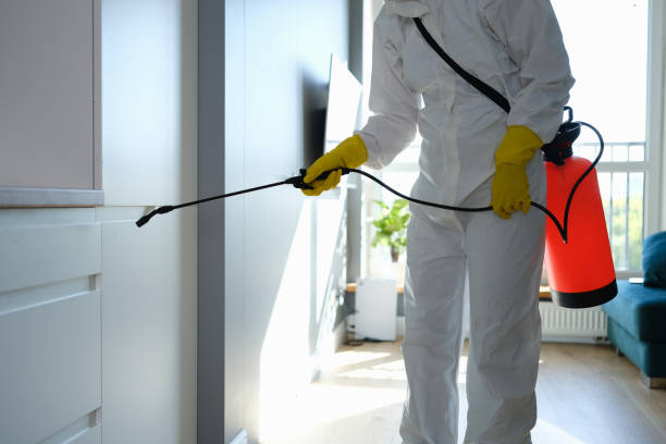 Best Home Mold Removal  in New Middletown, OH