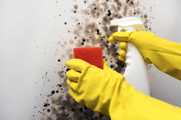 Best Affordable Mold Removal  in New Middletown, OH