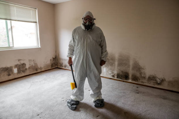 Trusted New Middletown, OH Mold Removal Experts