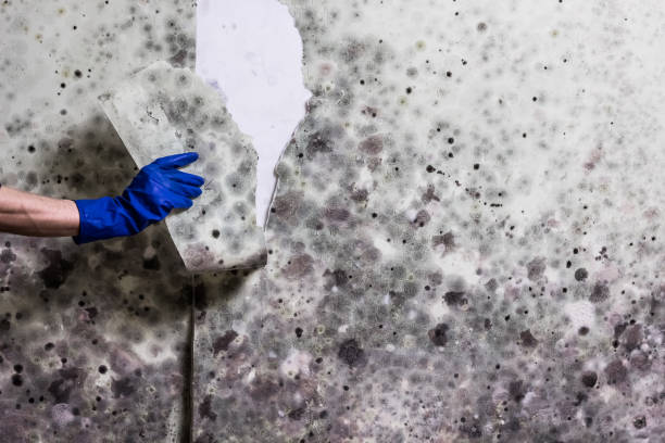 Best Black Mold Removal  in New Middletown, OH