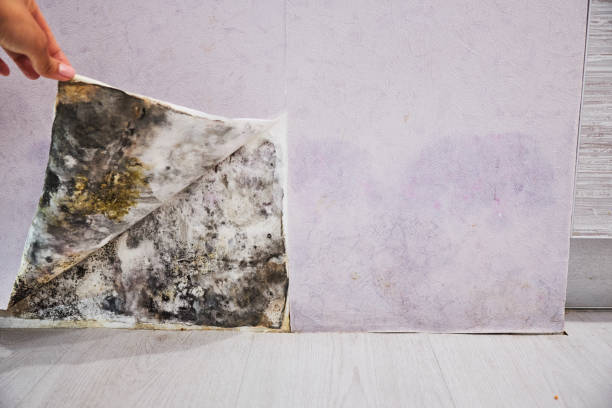 Best Local Mold Removal Service  in New Middletown, OH